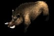 boar